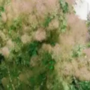 cotinus_2.jpg