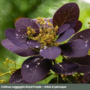 cotinus_3.jpg