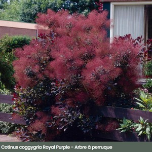 cotinus_4.jpg