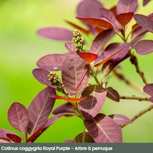 cotinus_5.jpg