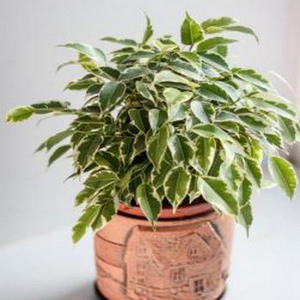 FICUS7.jpg