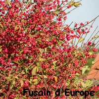 FUSAIN_EUROPE.webp