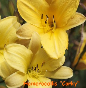 HEMEROCALLE_CORKY.jpg