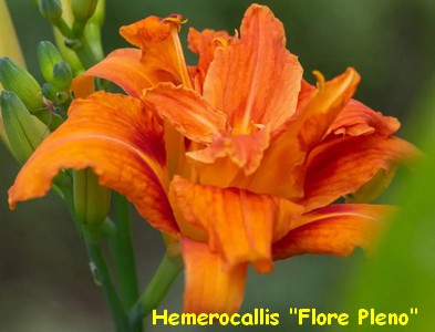 HEMEROCALLE_FLORE_PLENO.jpg