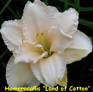 HEMEROCALLE_LAND_OF_COTTON.jpg