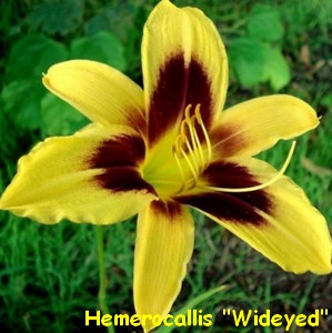HEMEROCALL_WIDEYED.jpg