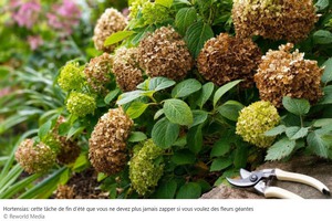 HORTENSIAS.jpg