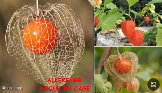 ALKEKENGE_AMOUR_en_CAGE.jpg