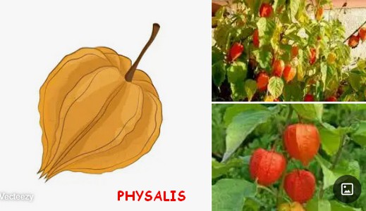 PHYSALIS.jpg