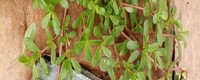 PORTULACA_OLERACEA.jpg