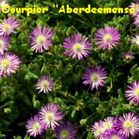 POURPIER_DELOSPERMA_ABERDEEMENSE.jpg