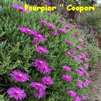 POURPIER_DELOSPERMA_COOPERI.jpg
