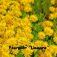 POURPIER_DELOSPERMA_LINEARE.jpg