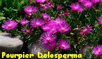 POURPIER_VIVACE_DELOSPERMA.jpg