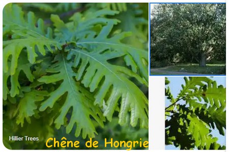 chene_de_Hongrie.jpg