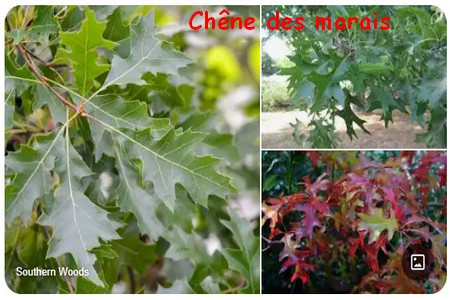 chene_des_marais.jpg