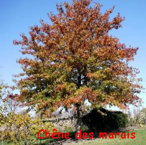 chene_des_marais_1.jpg