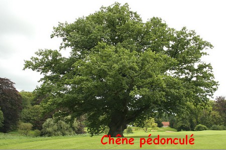 chene_pedoncule.jpg