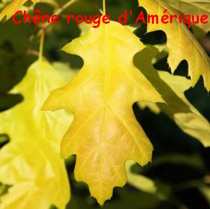 chene_rouge_d_Amerique.jpg