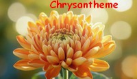 CHRYSANTHEME2.jpg