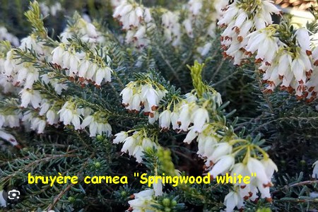 Bruyere_carnea_Springwood_white.jpg