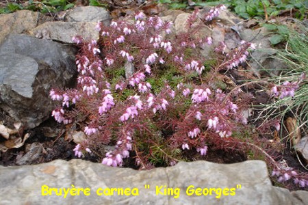 bruyere_canea_King_Georges.jpg