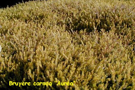 bruyere_carnea_Aurea.jpg