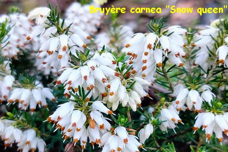 bruyere_carnea_Snow_queen.jpg