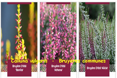 calluna_vulgaris_bruyeres_communes.jpg