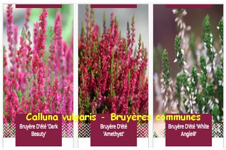 calluna_vulgaris_bruyeres_communes_2.jpg