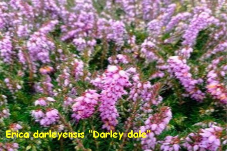 erica_darleyensis_Darley_dale.jpg