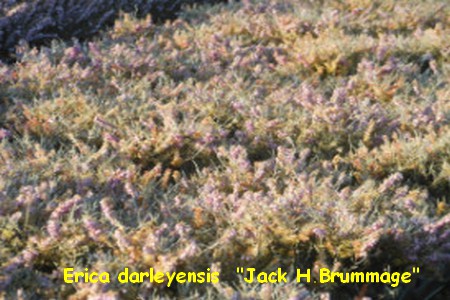 erica_darleyensis_Jack_H_Brummage.jpg