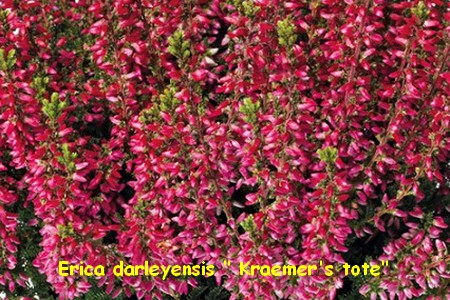 erica_darleyensis_Kramer_s_tote.jpg