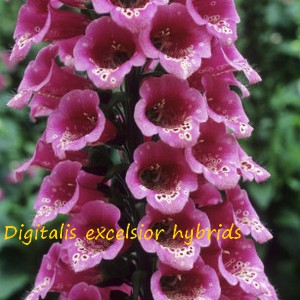 DIGITALIS_EXCELSIOR_HYBRIDS.jpg
