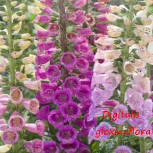 DIGITALIS_GLOXIINIFLORA.jpg