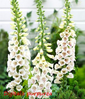 DIGITALIS_PURPUREA.jpg