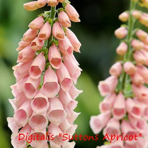 DIGITALIS_SUTTONS_APRICOT.jpg