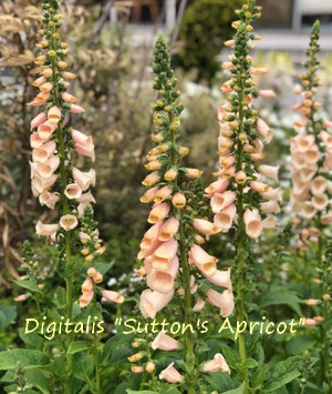 DIGITALIS_SUTTONS_APRICOT2.jpg
