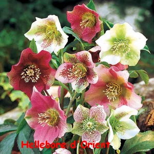 HELLEBORE_D_ORIENT.webp