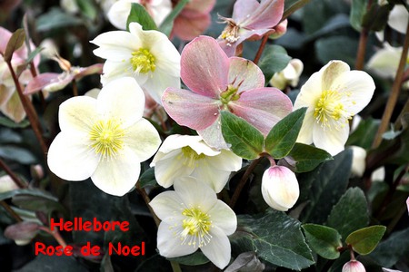 HELLEBORE_ROSE_DE_NOEL.jpg