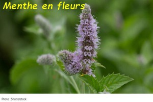 MENTHE_EN_FLEUR.jpg