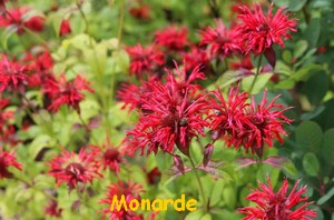 MONARDE1.jpg