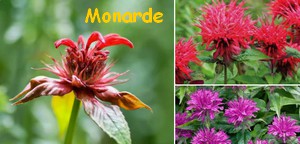 MONARDES.jpg