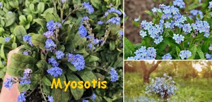 MYOSOTIS.jpg