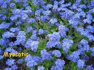 MYOSOTIS1.jpg