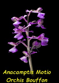 Anacamptis_morio_ORCHIS_BOUFFON.jpg
