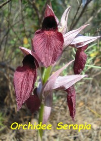 ORCHIDEE_SERAPIA.jpg