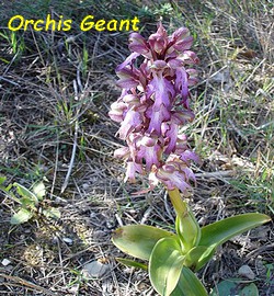 ORCHIS_GEANT.jpg