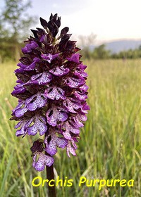 ORCHIS_PURPUREA.jpg