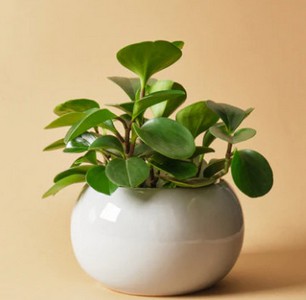 PEPEROMIAS_OBTUSIFOLIA.jpg